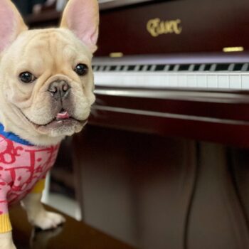 Dog Sweater Dior - 2025 - Puppy Streetwear Shop