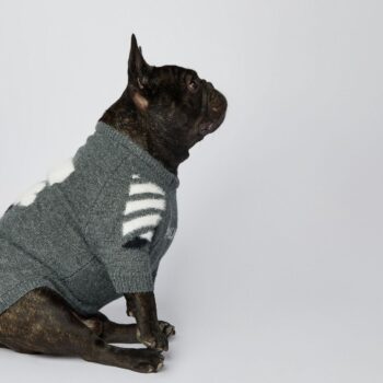 Dog Sweater WOOF - 2026 - Puppy Streetwear Shop