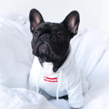 Dog Hoodies Supreme - 2025 - Puppy Streetwear Shop