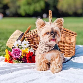 Pawcci-Inspired Dog Bandana | Trendy Puppy Streetwear - 2025 - Puppy Streetwear Shop Pawcci-Inspired Dog Bandana | Trendy Puppy Streetwear - 2025 - Puppy Streetwear Shop