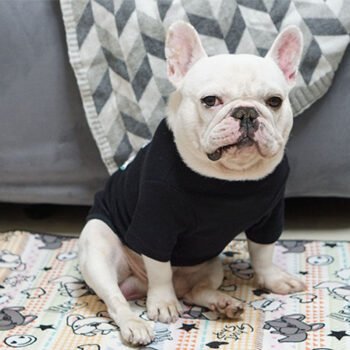 Dog Sweatshirt Kenzo - 2025 - Puppy Streetwear Shop