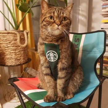 Dog Vest - 2025 - Puppy Streetwear Shop