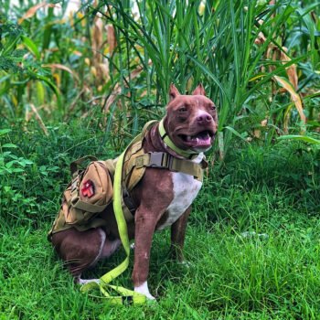 Dog Harness Tactic - 2025 - Puppy Streetwear Shop