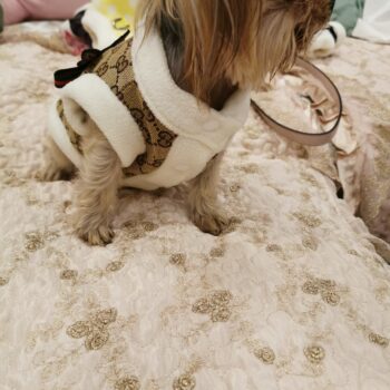 Dog Jacket Pawcci - 2025 - Puppy Streetwear Shop