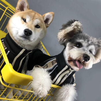 Dog Jacket Pawcci - 2025 - Puppy Streetwear Shop