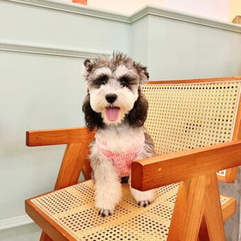 Dog Sweater Chanel - 2025 - Puppy Streetwear Shop