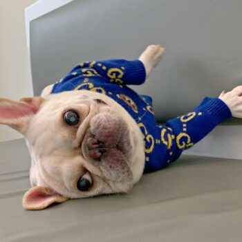 Dog Sweater Pawcci - 2026 - Puppy Streetwear Shop