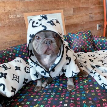 Dog Hoodies Louis Pawtton - 2025 - Puppy Streetwear Shop