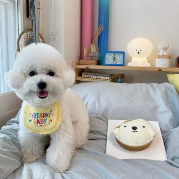 Dog Anniversary Accessories - 2026 - Puppy Streetwear Shop