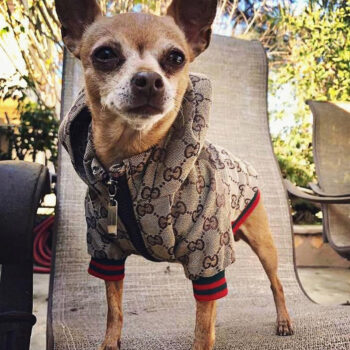 Dog Jacket Pawcci - 2025 - Puppy Streetwear Shop