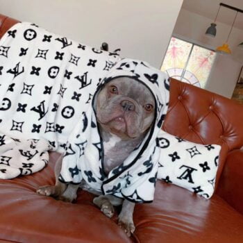 Dog Hoodies Louis Pawtton - 2025 - Puppy Streetwear Shop