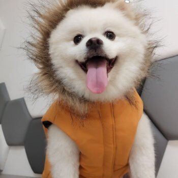 Canada Goose-Inspired Dog Jacket - 2026 - Puppy Streetwear Shop