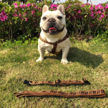 Dog Collar Harness Fendi - 2025 - Puppy Streetwear Shop
