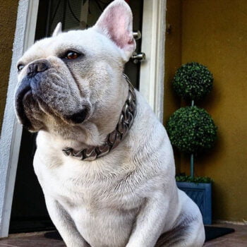 Dog Collar - 2025 - Puppy Streetwear Shop Dog Collar - 2025 - Puppy Streetwear Shop