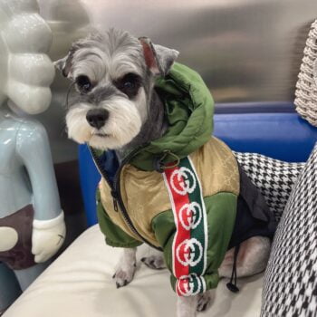 Dog Jacket Pawcci - 2026 - Puppy Streetwear Shop