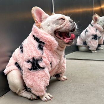 Dog Jacket Celine - 2025 - Puppy Streetwear Shop