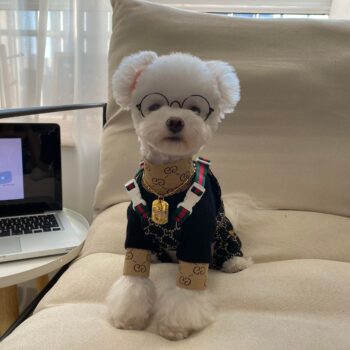 Black Pawcci Dog Jumpsuit - Sleek Canine Fashion - 2025 - Puppy Streetwear Shop