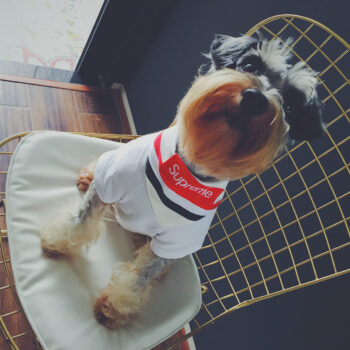 Dog Bandana CDG - 2025 - Puppy Streetwear Shop