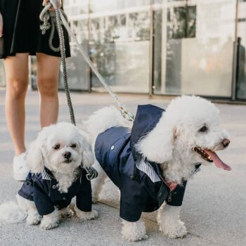Dog Jacket - 2025 - Puppy Streetwear Shop