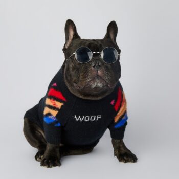 Dog Sweater WOOF - 2026 - Puppy Streetwear Shop