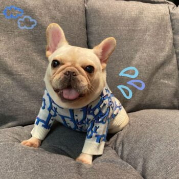 Dog Sweater Dior - 2025 - Puppy Streetwear Shop