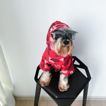 Dog Hoodies Champion - 2025 - Puppy Streetwear Shop