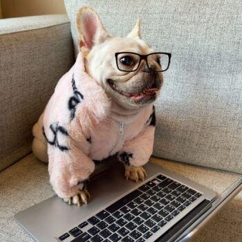 Dog Jacket Celine - 2025 - Puppy Streetwear Shop