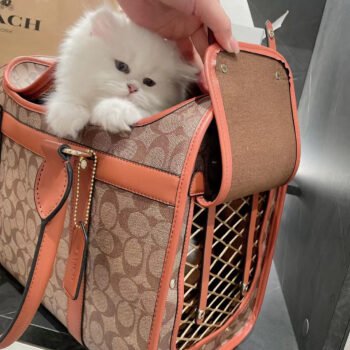 Luxury Dog Carrier Bags: Pampered Pup Travel in Style (Brown or Black) - 2025 - Puppy Streetwear Shop