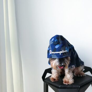 Dog Hoodies Champion - 2025 - Puppy Streetwear Shop