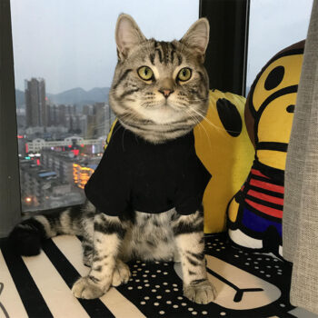 Dog Tshirt Pawcci - 2026 - Puppy Streetwear Shop