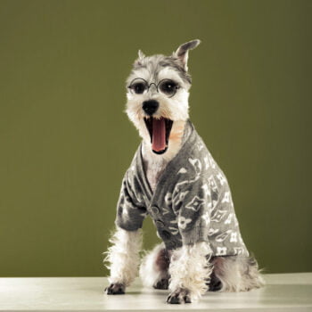 Dog Sweater Louis Pawtton - 2026 - Puppy Streetwear Shop