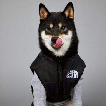 Exclusive Designer Dog Jackets - The North Face Inspired Puppy Apparel - 2025 - Puppy Streetwear Shop