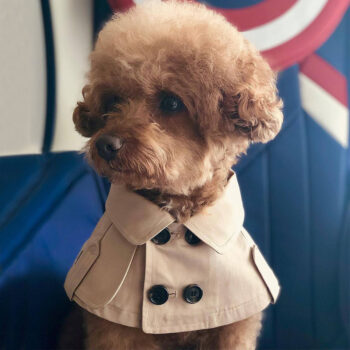 Dog Bandana Burberry - 2025 - Puppy Streetwear Shop Dog Bandana Burberry - 2025 - Puppy Streetwear Shop