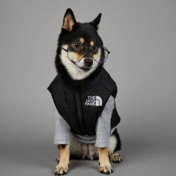 Exclusive Designer Dog Jackets - The North Face Inspired Puppy Apparel - 2025 - Puppy Streetwear Shop