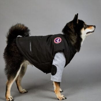 Dog Jacket - 2025 - Puppy Streetwear Shop