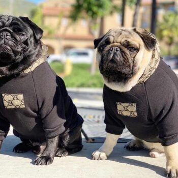 Dog Hoodies Pawcci - 2025 - Puppy Streetwear Shop