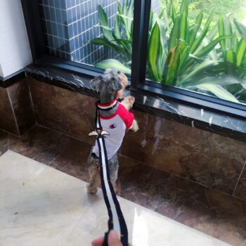 Dog Collar Harness Pawcci - 2025 - Puppy Streetwear Shop