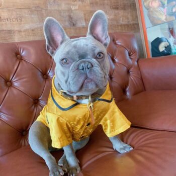 Dog Jacket Louis Pawtton - 2025 - Puppy Streetwear Shop