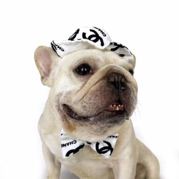Dog Caps and Bow Tie - 2025 - Puppy Streetwear Shop