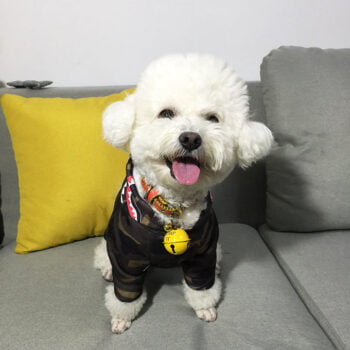 Dog Hoodies Bape - 2025 - Puppy Streetwear Shop