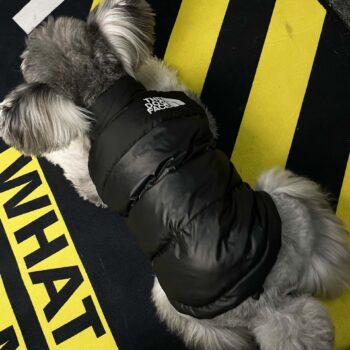 Dog Jacket The Dog Face - 2025 - Puppy Streetwear Shop Dog Jacket The Dog Face - 2025 - Puppy Streetwear Shop