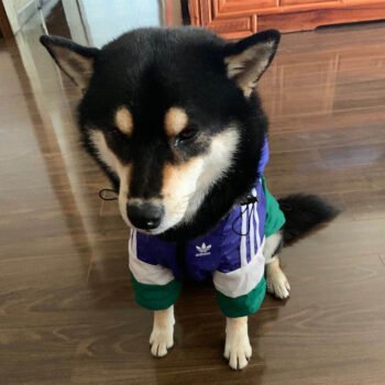 Dog Hoodies Adidas - 2025 - Puppy Streetwear Shop Dog Hoodies Adidas - 2025 - Puppy Streetwear Shop