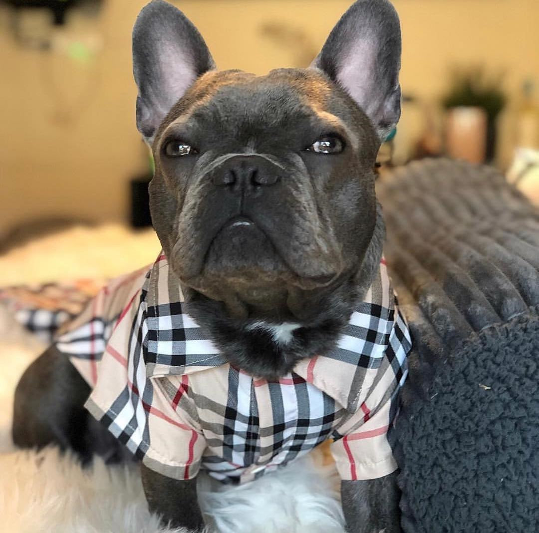 Dog Shirt Burberry - 2025 - Puppy Streetwear Shop