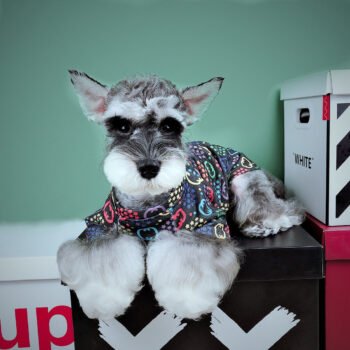 Dog Sweater Pawcci - 2025 - Puppy Streetwear Shop