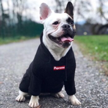 Dog Hoodies Supreme - 2025 - Puppy Streetwear Shop