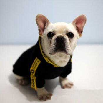 Dog Hoodies Off White - 2025 - Puppy Streetwear Shop