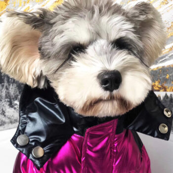Dog Jacket Moncler - 2025 - Puppy Streetwear Shop