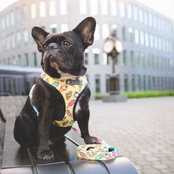 Dog Collar Harness - 2025 - Puppy Streetwear Shop Dog Collar Harness - 2025 - Puppy Streetwear Shop