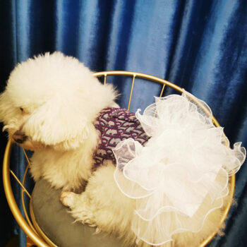 Dog Dress Dior - 2025 - Puppy Streetwear Shop