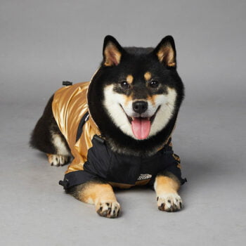 Dog Hoodies The North Face - 2026 - Puppy Streetwear Shop